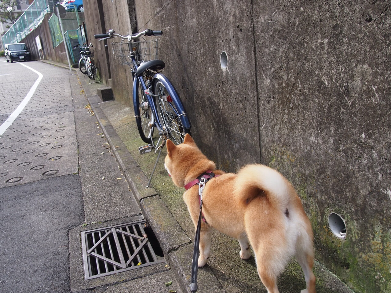 德甲争冠战之夜,哈兰德个人能力完全展现